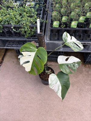 IMG_A213D8E9-AFD8-44FF-BDEC-A39D95C137F9